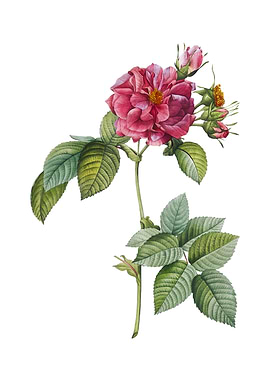 Pink Francfort Rose Flower