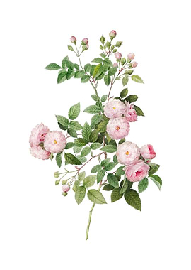 Vintage Pink Baby Roses