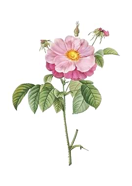 Speckled Provins Rose