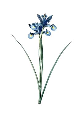 Vintage Spanish Iris