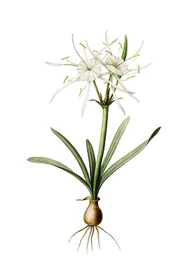 Streambank Spiderlily