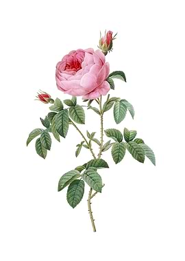 Provence Rose Bloom Flower