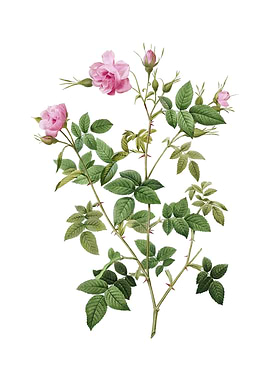 Pink Flowering Rosebush