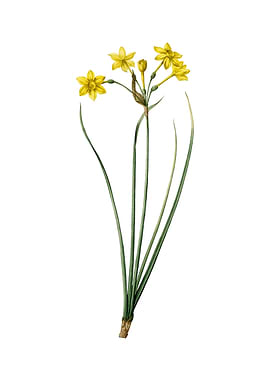 Vintage Rush Daffodil