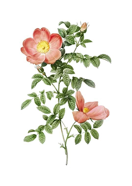 Red Sweetbriar Rose Flower