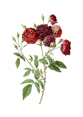 Vintage Ternaux Rose Bloom