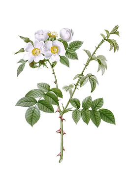 White Flowered Rose Flower