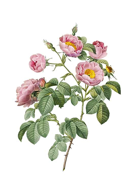 Vintage Tomentose Rose