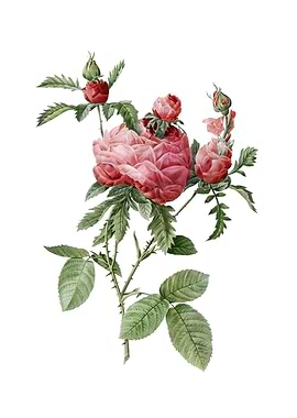 Vintage Cabbage Rose