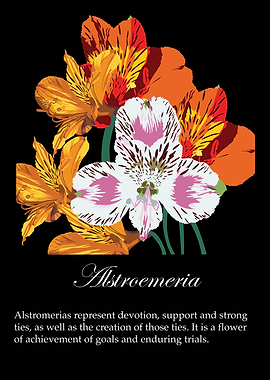 Alstroemeria poster