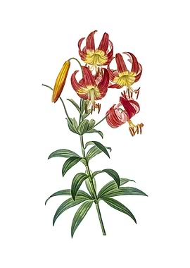 Vintage Turban Lily Flower