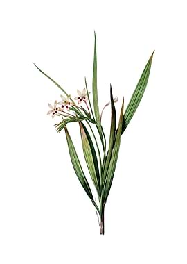 Vintage White Baboon Root