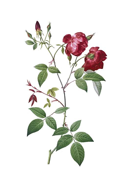 Vintage Velvet China Rose