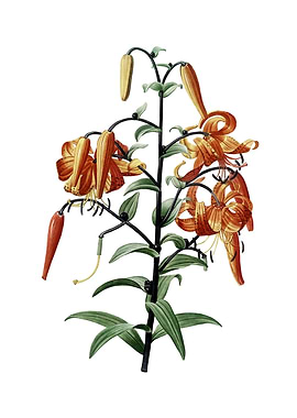 Vintage Tiger Lily Flower