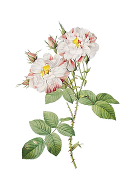 Vintage White Damask Rose