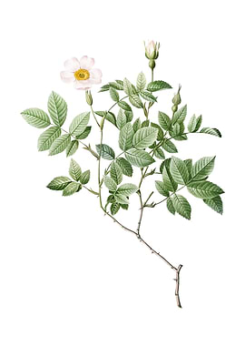 Vintage Rosebush on White