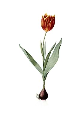 Vintage Tulip on White