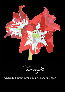 Amaryllis poster