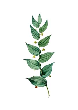 Vintage Twistedstalk