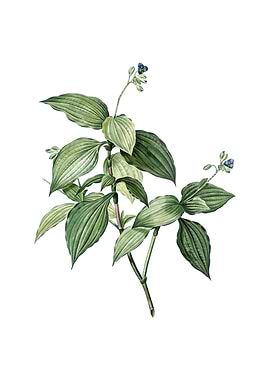 Tradescantia Erecta Flower