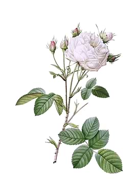 White Provence Rose Flower