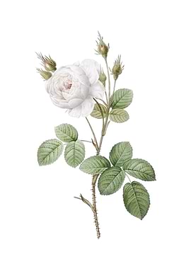 Vintage White Misty Rose