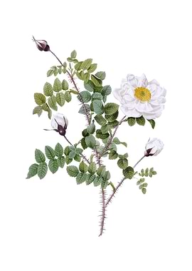 Vintage White Burnet Roses