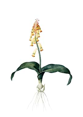 Vintage Watsonia on White