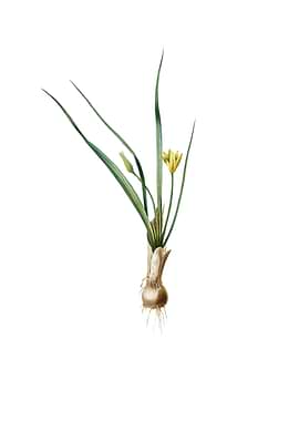 Vintage Weevil wort Flower