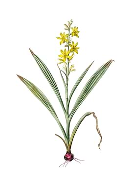 Wachendorfia Thyrsiflora