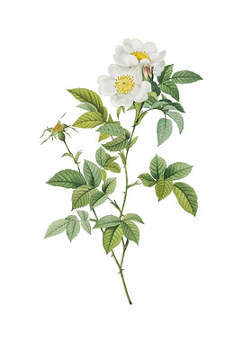 Vintage White Anjou Roses