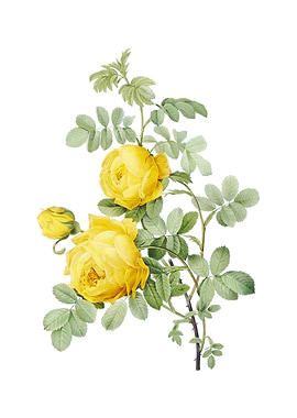 Vintage Sulphur Rose
