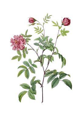 Vintage Cinnamon Rose