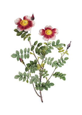 Variegated Burnet Rose