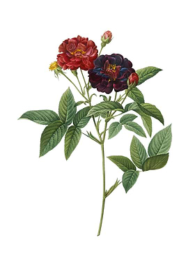 Vintage Van Eeden Rose