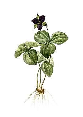 Trillium Rhomboideum