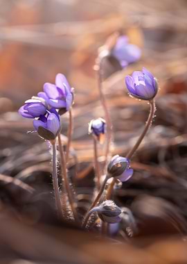 Purple macro flower,forest