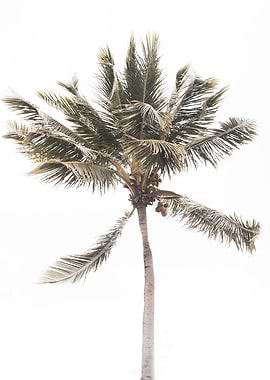 Tropical Beach Palm 1