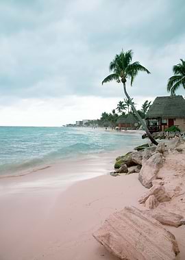 Caribbean Palm Ocean 1