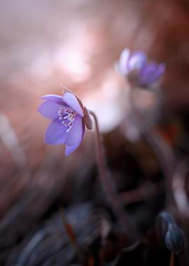 Hepatica nobilis, forest