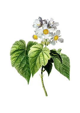 Vintage African Hemp