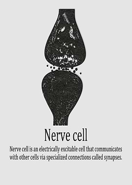 Human nerve cell