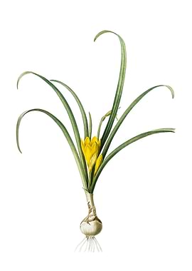 Yellow Autumn Crocus