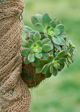 succulent plant in bloom