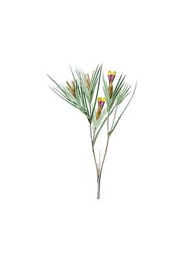 Vintage Witsenia Maura