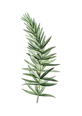 Whorled Solomons Seal