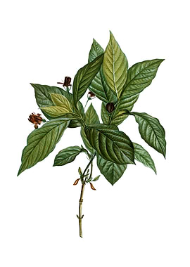 Alpine Honeysuckle Plant