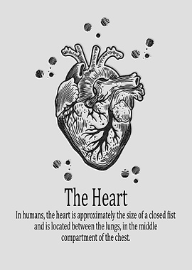 The heart