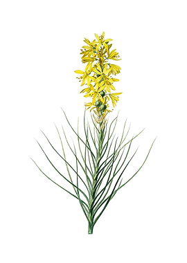 Vintage Yellow Asphodel