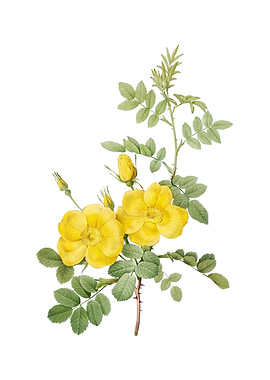 Yellow Sweetbriar Roses